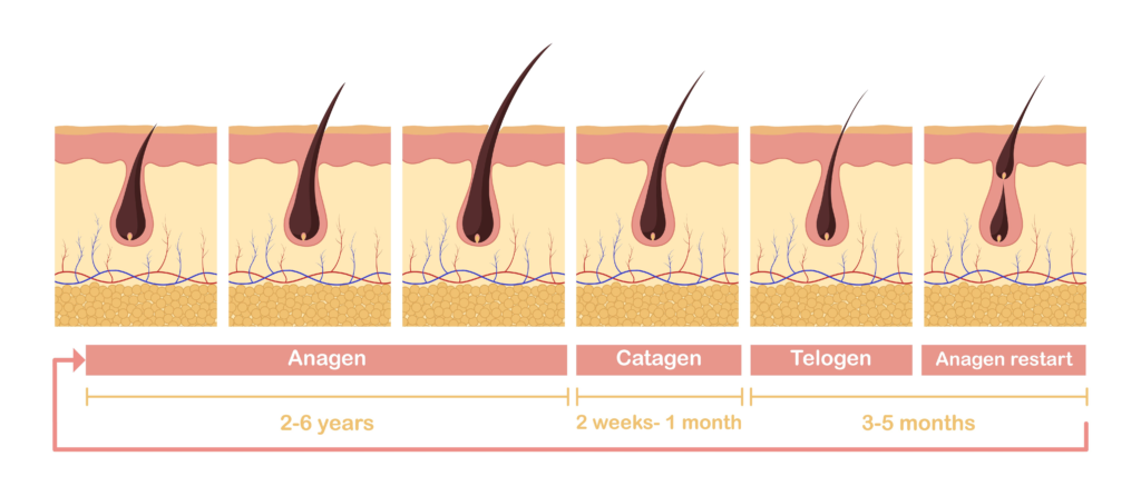 Hair_Growth_Cycle